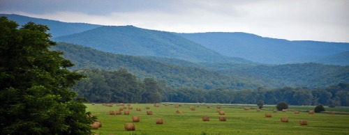 Hay field